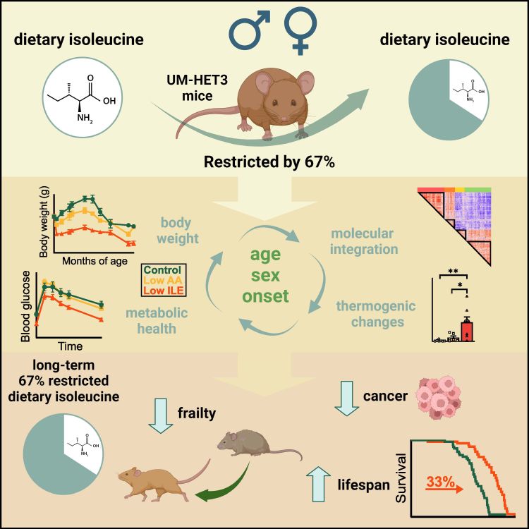 Diagram showing that dietary restriction of the branched-chain amino acid isoleucine increases healthspan and lifespan of genetically heterogeneous mice