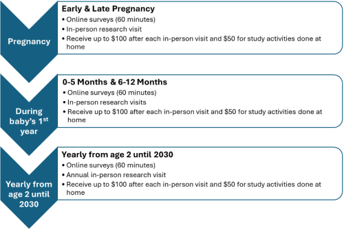 ECHO study activities