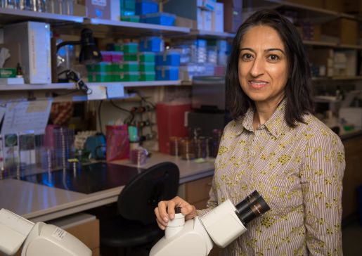 Dr. Nasia Safdar in her lab