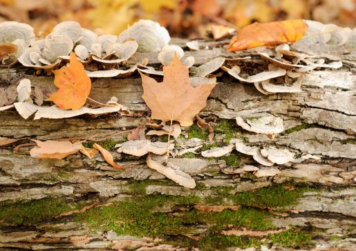 Leaves in Arboretum woods