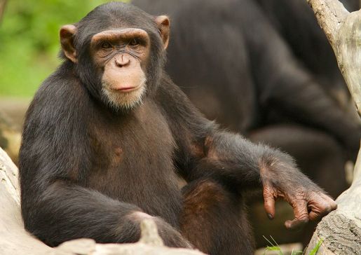 Chimpanzee