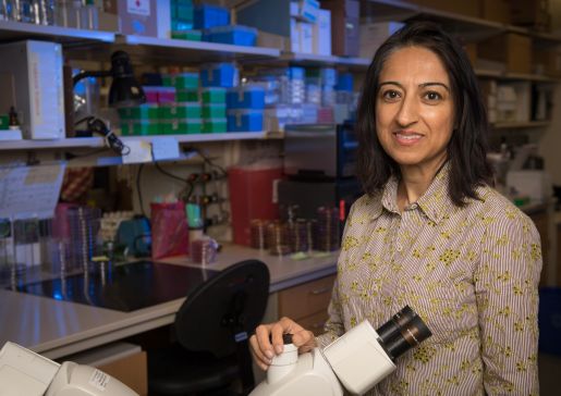 Dr. Nasia Safdar in her laboratory