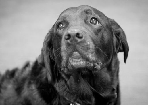 dogs helping human cancer research