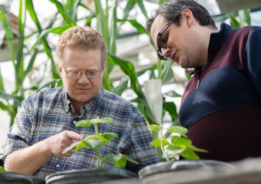 Dr. Lamming, left, with Dr. Brunkard, in a greenhouse looking at plants.